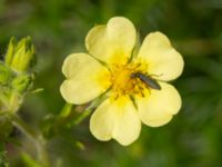 Potentilla recta Vanningen, Vellinge, Skåne, Sweden 20240613_0012