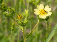 Potentilla recta Vanningen, Vellinge, Skåne, Sweden 20240613_0014