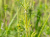 Potentilla recta Vanningen, Vellinge, Skåne, Sweden 20240613_0015