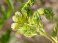 Potentilla recta Vanningen, Vellinge, Skåne, Sweden 20240613_0016