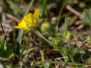 Potentilla reptans - Creeping Cinquefoil - Revfingerört