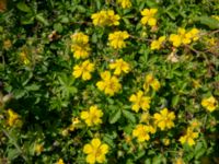 Potentilla reptans Djurminnesplatsen, Spillepeng, Malmö, Skåne, Sweden 20190622_0021