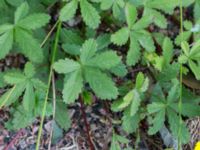 Potentilla reptans Husie mosse, Malmö, Skåne, Sweden 20150719_0018