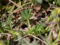 Potentilla reptans Risen, Genarp, Lund, Skåne, Sweden 20140501_0098