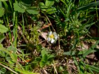 Potentilla sterilis Stenshuvud, Simrishamn, Skåne, Sweden 20150503_0033