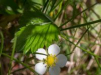 Potentilla sterilis Stenshuvud, Simrishamn, Skåne, Sweden 20150503_0037