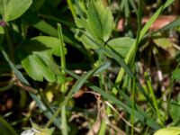 Potentilla sterilis Stenshuvud, Simrishamn, Skåne, Sweden 20150503_0041