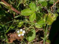 Potentilla sterilis Stenshuvud, Simrishamn, Skåne, Sweden 20150503_0049