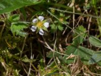 Potentilla sterilis Stenshuvud, Simrishamn, Skåne, Sweden 20170506_0090