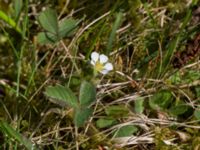 Potentilla sterilis Stenshuvud, Simrishamn, Skåne, Sweden 20170506_0091