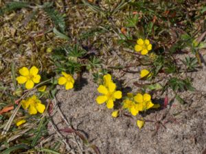 Potentilla subarenaria - Grå småfingerört