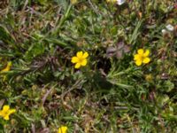 Potentilla subarenaria Stenshuvud, Simrishamn, Skåne, Sweden 20170506_0103