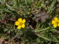 Potentilla subarenaria Stenshuvud, Simrishamn, Skåne, Sweden 20170506_0104