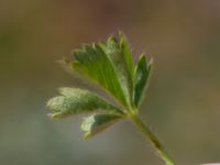 Potentilla subarenaria Stenshuvud, Simrishamn, Skåne, Sweden 20170506_0107