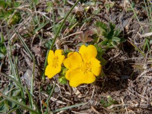 Potentilla thuringiaca