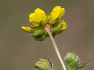 Potentilla verna - Spotted Cinquefoil - Småfingerört