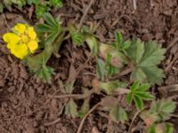 Potentilla verna Borgholms slottsruin, Borgholm, Öland, Sweden 20160409B_0228