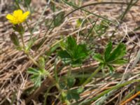 Potentilla verna Everöds gamla banvall, Kristianstad, Skåne, Sweden 20160508_0076