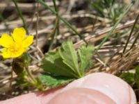 Potentilla verna Everöds gamla banvall, Kristianstad, Skåne, Sweden 20160508_0079