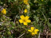 Potentilla verna Yngsjö, Kristianstad, Skåne, Sweden 20160505_0100