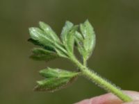 Potentilla verna Yngsjö, Kristianstad, Skåne, Sweden 20160505_0103