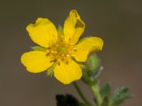 Potentilla verna Yngsjö, Kristianstad, Skåne, Sweden 20160505_0107