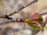 Prunus avium Lernacken, Malmö, Skåne, Sweden 20190422_0005