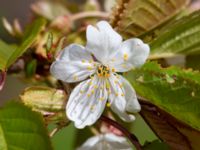 Prunus avium Skjutbanan Lernacken, Malmö, Skåne, Sweden 20200502_0071