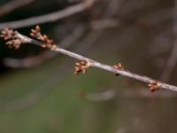 Prunus avium Toarp, Malmö, Skåne, Sweden 20200301_0018