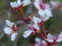 Prunus cerasifera 'Pissardii' Gottorpsvägen, Malmö, Skåne, Sweden 20190513_0083