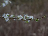 Prunus cerasifera Ödetomterna, Bunkeflo strandängar, Malmö, Skåne, Sweden 20170408_0021