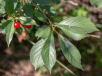 Prunus cerasus SSV södra rondellen, Lerberget, Höganäs, Skåne, Sweden 20180702_0072