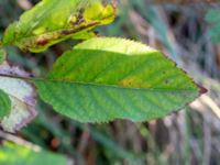 Prunus cerasus Strandhem, Bunkeflo strandängar, Malmö, Skåne, Sweden 20181103_0043