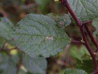 Prunus domestica ssp. domestica Östervärn, Malmö, Skåne, Sweden 20171014_0050