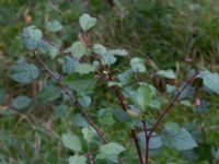 Prunus domestica ssp. domestica Östervärn, Malmö, Skåne, Sweden 20171014_0054