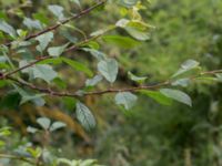 Prunus domestica ssp. insititia Närlunda tegelbruksgrav, Helsingborg, Skåne, Sweden 20170727_0049