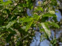 Prunus padus Gullbranna NR, Halmstad, Halland, Sweden 20190606_0033