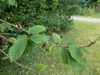 Prunus padus ssp. padus Banvallen, Ribersborg, Malmö, Skåne, Sweden 20200724_0001