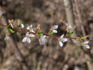 Prunus pensylvanica - Pin Cherry - Amerikanskt häggkörsbär