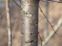 Prunus pensylvanica Ollebo, Malmö, Skåne, Sweden 20190223_0005