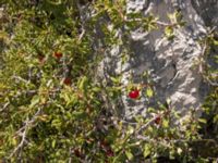 Prunus prostrata Sveti Jure, Biokovo Nature Park, Tucepi, Croatia 20170802_1446