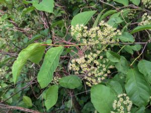 Prunus serotina - Black Cherry - Glanshägg