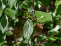 Prunus spinosa Motionsvägen, Mörbylånga, Öland, Sweden 20190609_0180