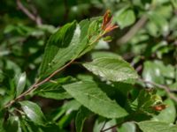 Prunus spinosa Motionsvägen, Mörbylånga, Öland, Sweden 20190609_0181