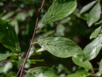 Prunus spinosa Motionsvägen, Mörbylånga, Öland, Sweden 20190609_0182