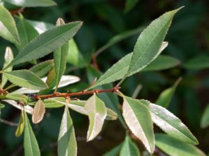 Prunus tenella - Russian Almond - Dvärgmandel