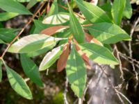 Prunus tenella Hästhult, Vittsjö, Hässleholm, Skåne, Sweden 20180711_0246