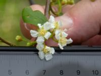 Prunus virginiana Ollebo, Malmö, Skåne, Sweden 20190510_0115