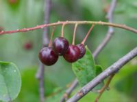 Prunus virginiana Ollebo, Malmö, Skåne, Sweden 20210720_0013