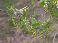 Prunus viriginiana Ollebo, Malmö, Skåne, Sweden 20190508_0047